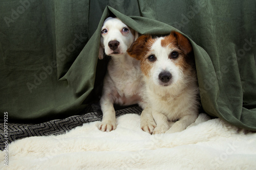 Photography Two scared or afraid puppies dogs hide behind a green curtain because of fireworks, thunderstorm or noise