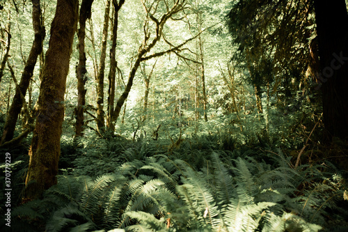 Ferns and Trees