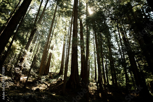 Deep Woods