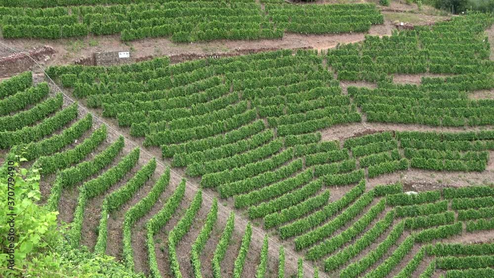 Weinberg an der Mosel, Steillagen Weinberg an der Mosel, Steillagen