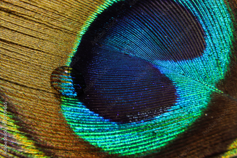 Fototapeta premium water drop on peacock feather