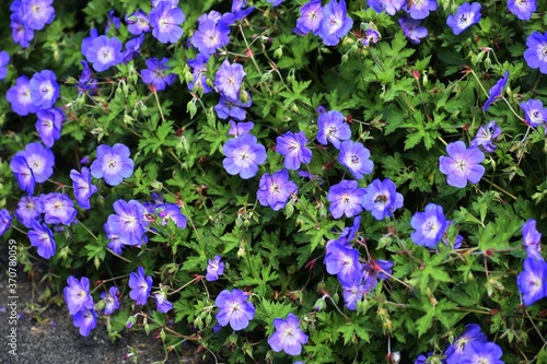 Purple flowers of Geranium Rozanne, in the garden.