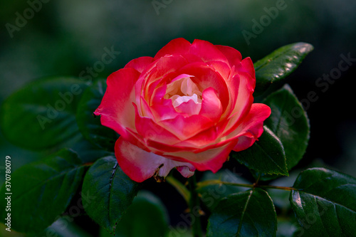 Wallpaper Mural pink rose in garden Torontodigital.ca