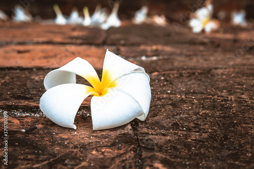 Close up White Plumeria flower on the ground or Frangipani. Tropical flowers