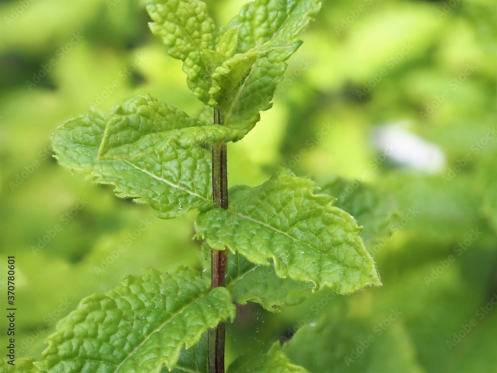 Full frame view of mint plant Full frame view of mint plant
