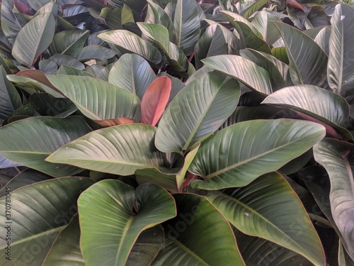 Wallpaper Mural Close up on large leaves and red stems of Red Congo plant (philodendron congo rojo) Torontodigital.ca