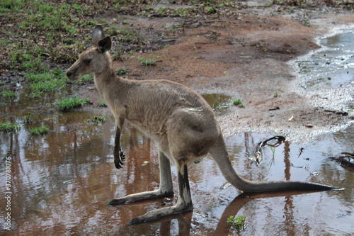 Kangaroos in wilder Natur in Australien 