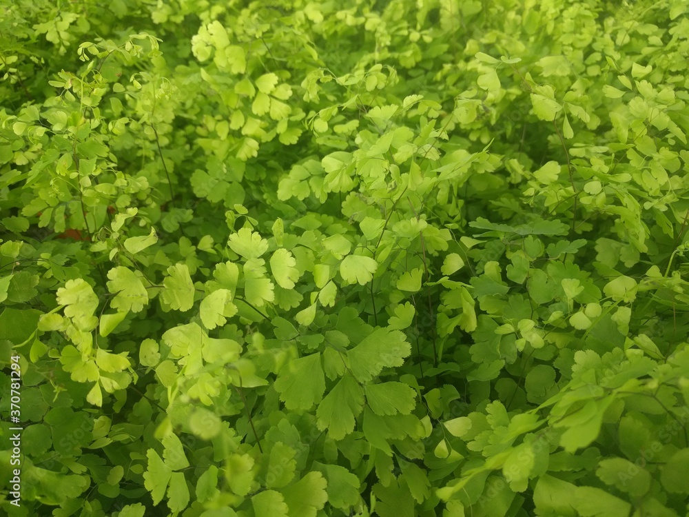 Close up of yellow green leaves of Maidenhair fern (Adiantum) Close up of yellow green leaves of Maidenhair fern (Adiantum)