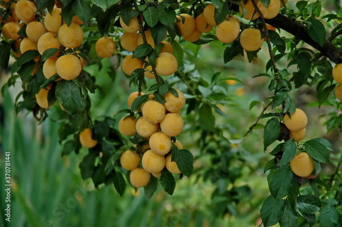 Ripe yellow fruits of wild plum growing in the nature on sunny day, Sofia, Bulgaria  photo