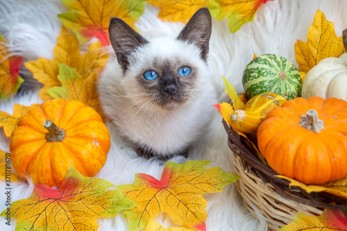 Siamese kitten
