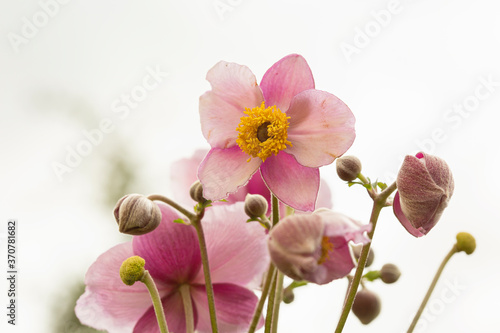 Anemone flowers in garden  selective focus