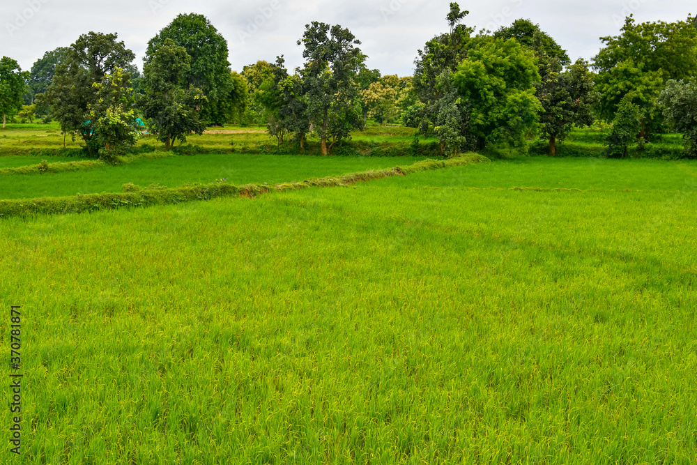Green Rice Field In Rainy Season. Indian Agriculture. 1 