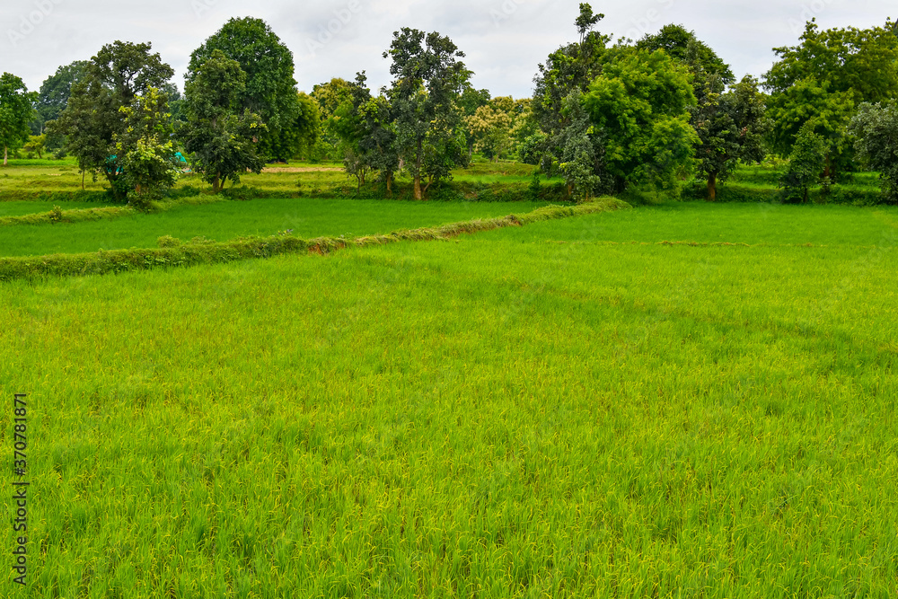 Green Rice Field In Rainy Season. Indian Agriculture. 1 Green Rice Field In Rainy Season. Indian Agriculture. 1