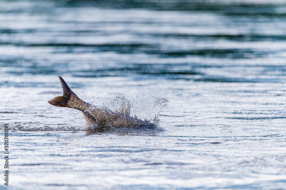 Fototapeta premium fish tail and splashing water