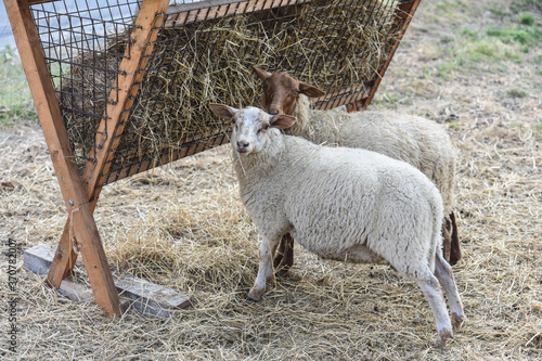 Fototapeta Naklejka Na Ścianę i Meble -  animaux elevage mouton secheresse foin
