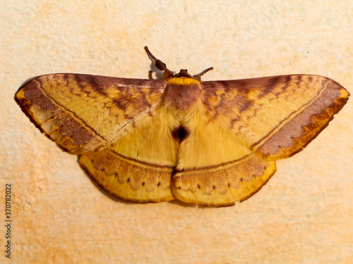  Brown color night butterfly or moth belonging to the paraphyletic group of insects, photo