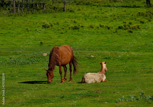 Russia. mountain Altai. Peacefully grazing horses with foals in the valley of the Yabogan river. photo