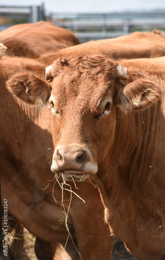 agriculture elevage vache veau foin secheresse agriculture elevage vache veau foin secheresse