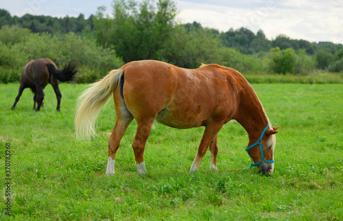 The hungry draft red horse with the blue halter is flicking its tail in the pasture. © Ирина Орлова