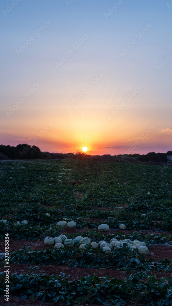 Watermelons growing on the field against the setting sun