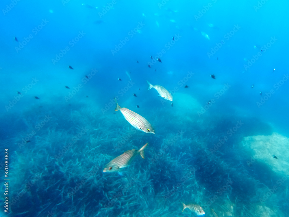 Fototapeta premium Bancs de poissons en mer méditerranée - Schools of fish in the mediterranean sea