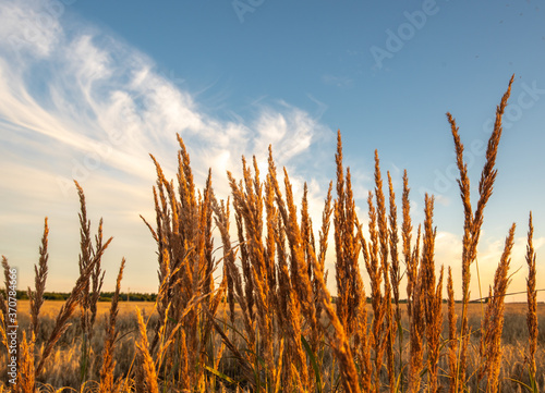 Ears of Golden wheat. Blue sky. Autumn nature.
