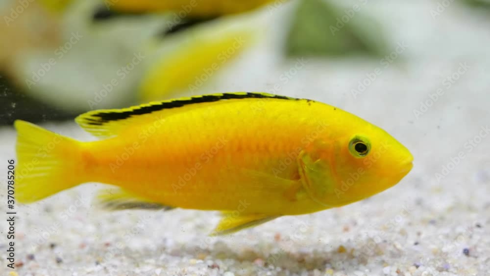 Labidochromis caeruleus yellow fish in family: Cichlidae, region: Lake Malawi, East Africa Labidochromis caeruleus yellow fish in family: Cichlidae, region: Lake Malawi, East Africa