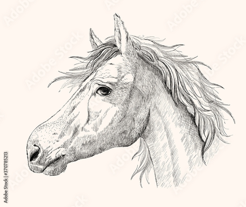 Graphic horse profile portrait
