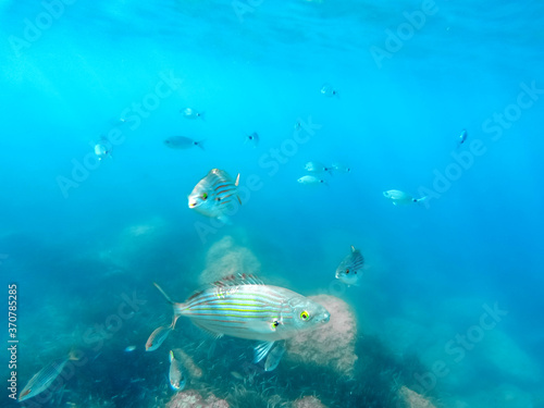 Bancs de poissons en mer méditerranée - Schools of fish in the mediterranean sea