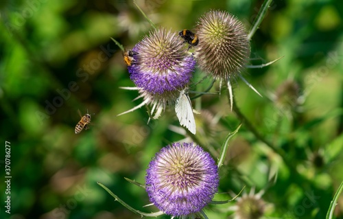 Wilde Karde (Dipsacus fullonum)