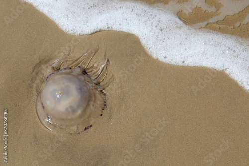 Medusa morta in riva al mare in estate photo