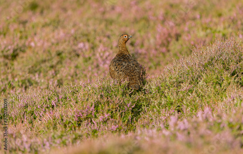 Red Grouse male in August, stood in blooming pink heather on open access Grouse Moor.  Scientific name: Lagopus Lagopus Scotica.  Facing right.  Space for copy.