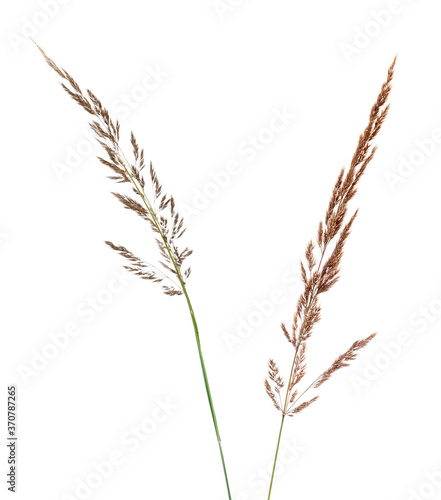 Two ears of ground reed grass (Calamagrostis) isolated on white. Summer herbs