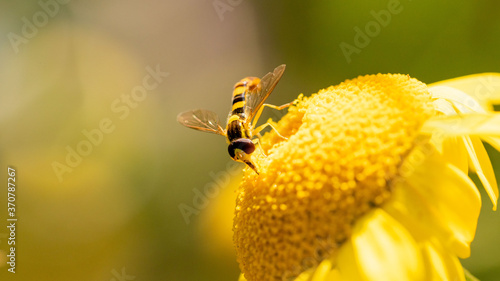 Gewöhnliche Langbauchschwebfliege (Sphaerophoria scripta)
