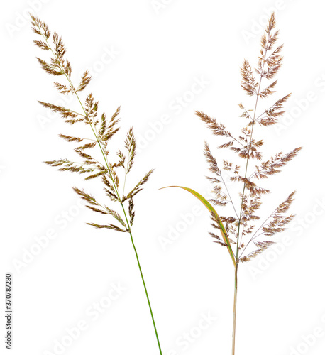 Two ears of ground reed grass (Calamagrostis) isolated on white. Summer herbs