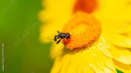 Graue Breitfußschwebfliege (Platycheirus albimanus)