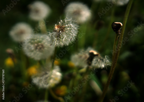 Pusteblume 