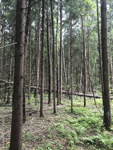 footpath in the woods