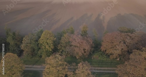 Tree alley - aerial - droneshot