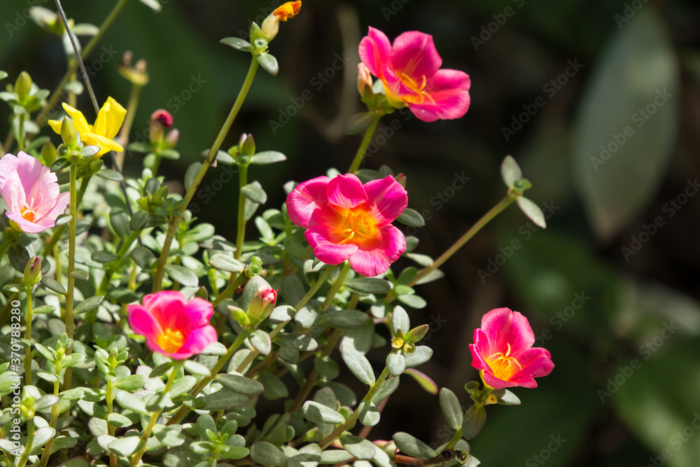 Common Purslane flower