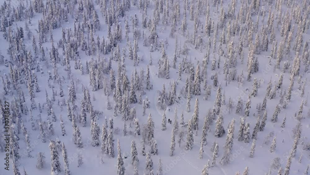 Aerial view from drone of white coniferous forest trees covered by snow,bird’s eye view of snow capped scenic landmark Riisitunturi National park in Lapland with two people hiking on scenery path
Aerial view from drone of white coniferous forest trees covered by snow,bird’s eye view of snow capped scenic landmark Riisitunturi National park in Lapland with two people hiking on scenery path