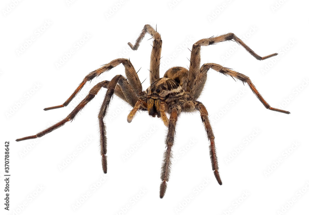 Radiated wolf spider isolated on white background, Hogna radiata Radiated wolf spider isolated on white background, Hogna radiata