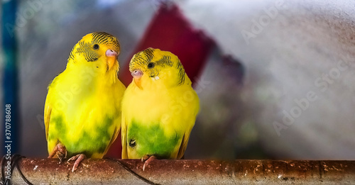 Single pair of Love birds sitting in emotion on an iron pipe in their cagenest. photo