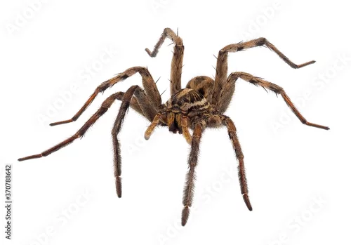 Fototapeta na wymiar Radiated wolf spider isolated on white background, Hogna radiata