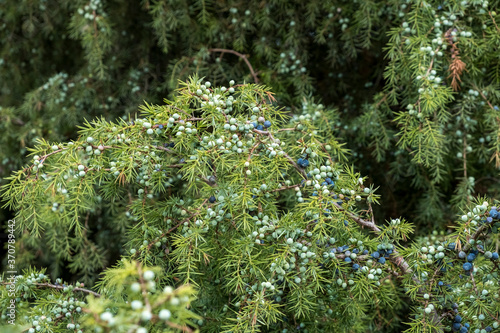 Gemeiner Wacholder (Juniperus communis) photo