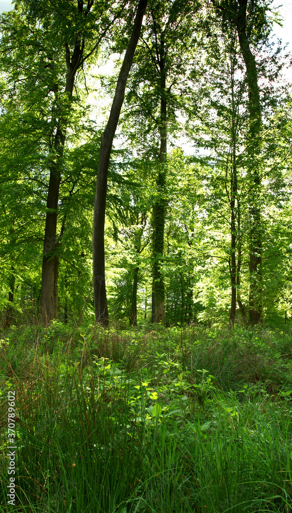 Fototapeta premium Grüner Wald