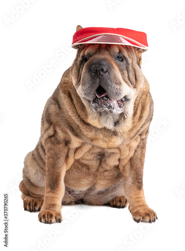 Old Shar-Pei  12 years old  with red cap