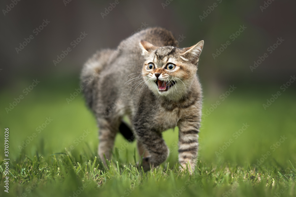 scared tabby kitten hissing outdoors, close up