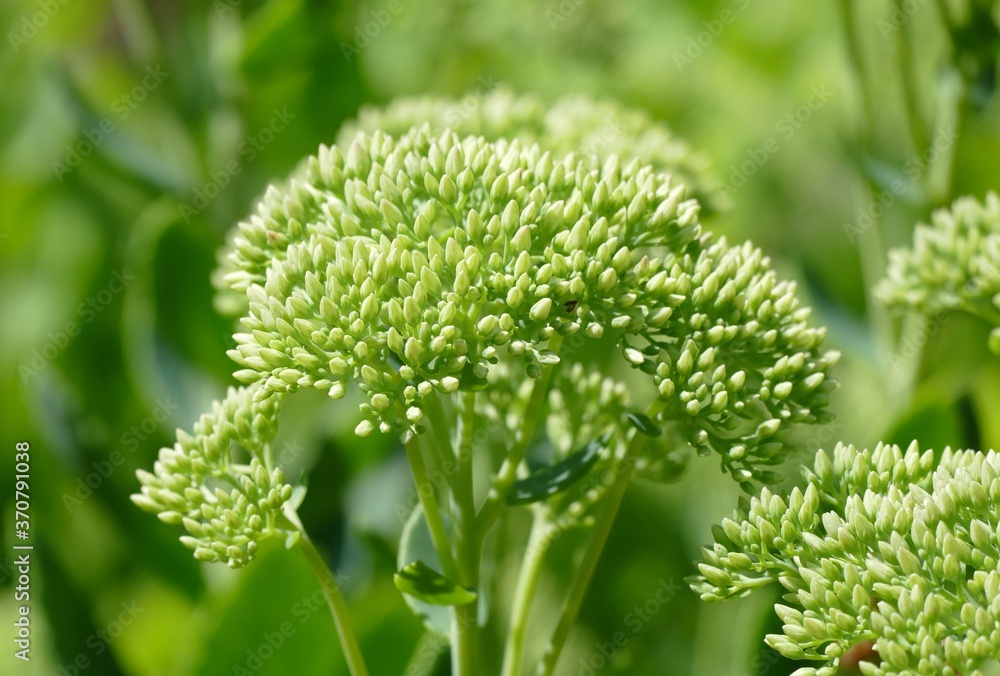 Green herb flower in the garden background Green herb flower in the garden background
