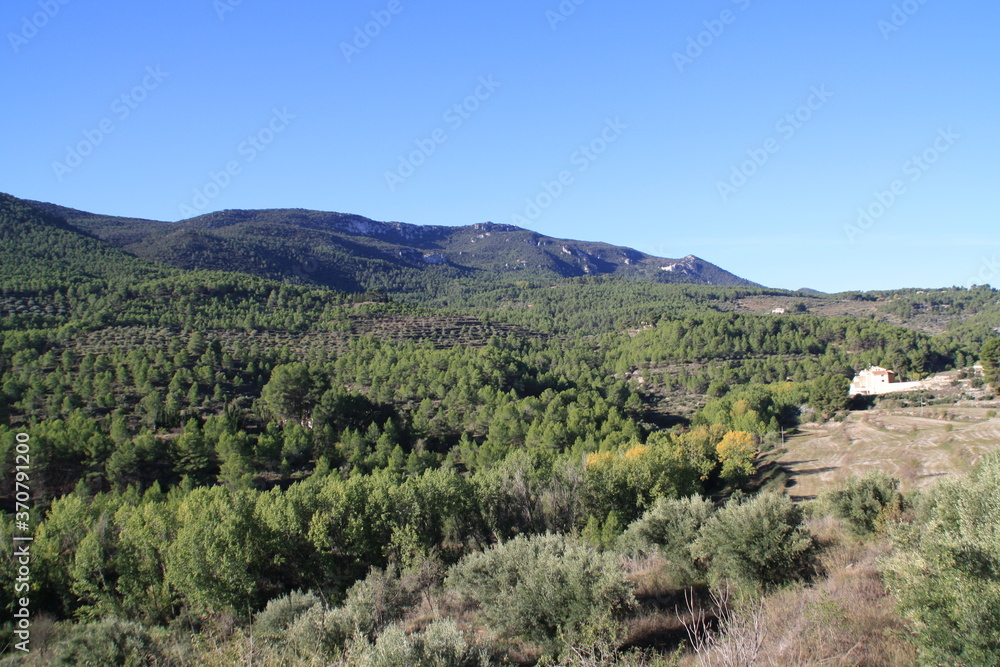 valley with pine forest